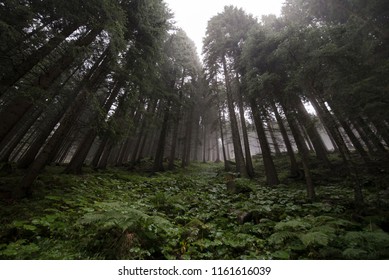 Misty pines forest on a rainy day