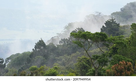 Misty Rainforest Mountain Canopy South East Queensland