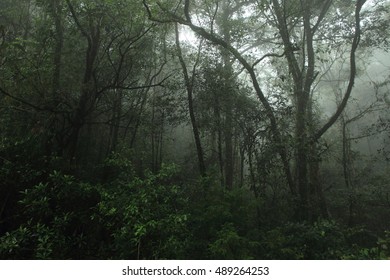 Misty Rainforest In Mt.Kinabalu National Park, Borneo, Malaysia