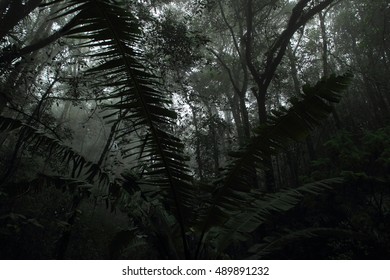 Misty Rainforest In Mt.Kinabalu National Park, Borneo, Malaysia