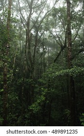 Misty Rainforest In Mt.Kinabalu National Park, Borneo, Malaysia