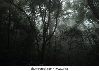 Misty Rainforest In Mt.Kinabalu National Park, Borneo, Malaysia