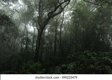 Misty Rainforest In Mt.Kinabalu National Park, Borneo, Malaysia