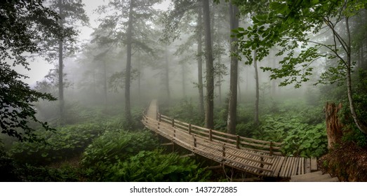 Misty And Rainy Panaromic Forest