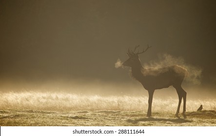 Misty red deer stag