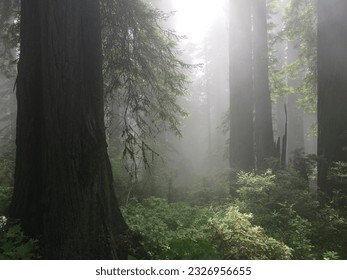 Misty Redwood Forest in National Park - Powered by Shutterstock