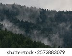 Misty Redwood Mountain Views in Boonville