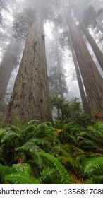 Misty Redwood Sequoioideae Forest And Wet Fern