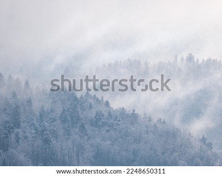 Misty remains of winter snowstorm clouds rolling over snow-covered treetops. Breath-taking view of beautiful forested hilly landscape after fresh snowfall with snow-covered trees hiding in mist.