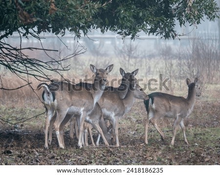 A misty scene captures deer gracefully roaming at Italy’s Lido di Volano. Foto stock © 