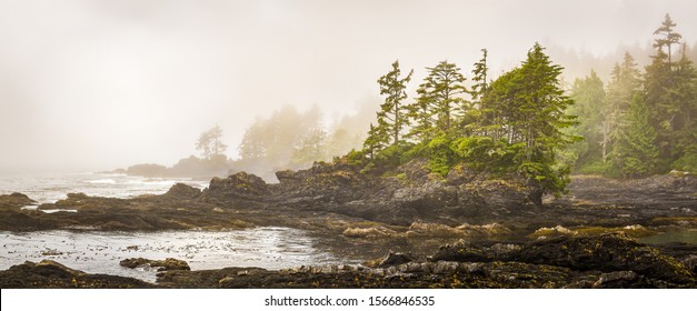 Misty shoreline of Botany Bay on west coast of Vancouver Island, British Columbia, Canada, with sun beginning to beak through the fog.