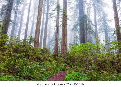 Misty Springtime Scene In Redwood National Park