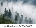 Misty spruce forest with low clouds in mountains. Natural background and atmospheric weather conditions with fog