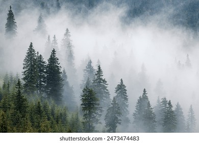 Misty spruce forest with low clouds in mountains. Natural background and atmospheric weather conditions with fog - Powered by Shutterstock