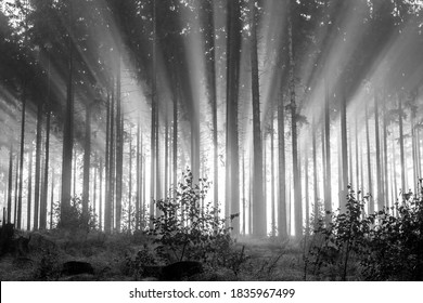 Misty spruce forest in the morning, monochrome, black and white.
				Misty morning with strong colorful sun beams in a spruce forest in the Rothaargebirge, Germany.
