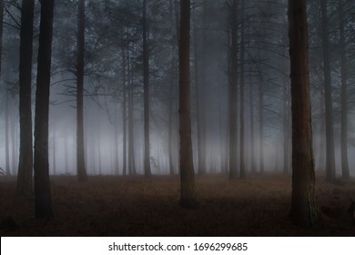 misty straight brown pine forest tree plantation with grass on a cold freezing winter morning