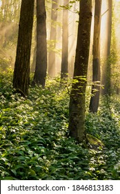 Misty Sunbeams In Wild Garlic Woodland Forest With Morning Light Beaming Through Tall Trees. Cumbria, UK.