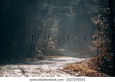 A misty, sunlit path winds through the shadowy woods of the New Forest, UK, with soft light highlighting the damp, glistening ground
