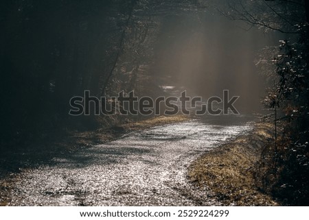 A misty, sunlit path winds through the shadowy woods of the New Forest, UK, with soft light highlighting the damp, glistening ground