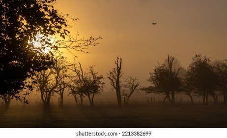 Misty Sunrise In The Paddock. 