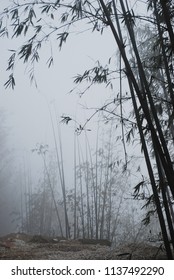 Misty Sunset Of Bamboo Forest At Sapa, Hanoi.