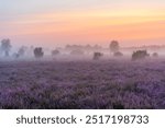 Misty sunset at a blooming heather field in Schmarbeck, Germany.