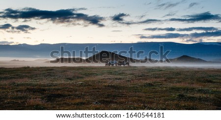 Foto Bild Icelandic horse in black and white photography