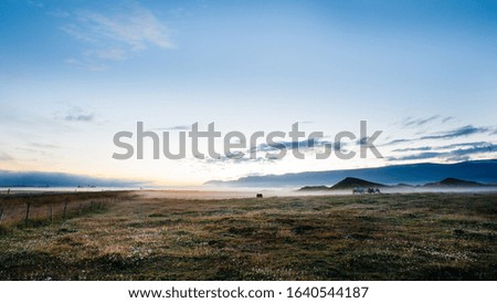 Similar – Foto Bild Icelandic horse in black and white photography