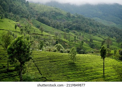 Misty Tea Plantations Of Kannan Devan Hills