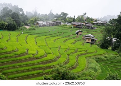 Misty in Terraced rice field. Pa Bong Piang Rice Terraces in Chiang Mai, Thailand. The atmosphere in the rice paddy fields in the morning, which is still shrouded in white fog, morning vibes - Powered by Shutterstock