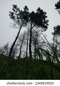 Misty tree formation