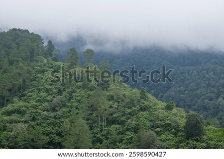 Misty tropical rainforest nature scenery. Ecology and environment concept. For graphic design, 3D rendering and banner background