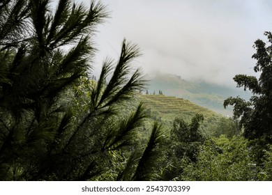 A misty view of terraced rice fields in a mountainous region, with dense greenery and trees framing the scene. - Powered by Shutterstock