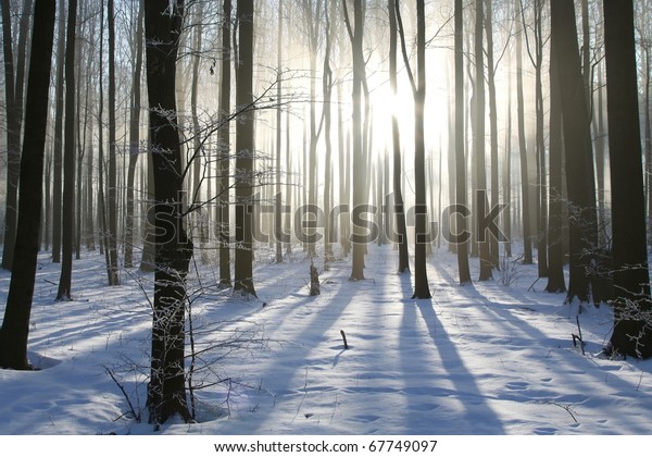 Misty Winter Woods Dawn Photo Taken Stock Photo 67749097 | Shutterstock