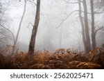 A misty woodland scene with bare trees and golden-brown ferns, creating an atmospheric and tranquil autumnal setting with a soft, hazy background.