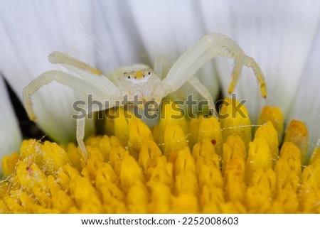 A Misumena vatia crab spider expertly blending in with a yellow daisy as it patiently waits for its next prey, showcasing the spider's hunting tactics and camouflage abilities.