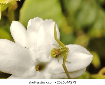 Misumena Vatia, Crab spider on white  jasmine flower - Powered by Shutterstock