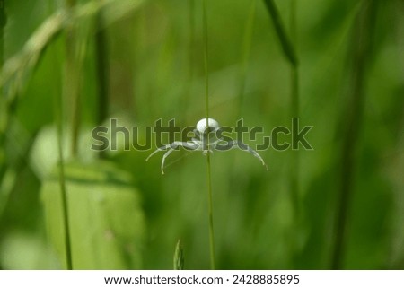 MISUMENA VATIA ON A GRASS