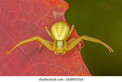 
Misumena Vatia Is A Species Of Crab Spider With Holarctic Distribution.