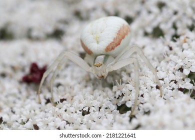 Misumena Vatia Is A Species Of Crab Spider With A Holarctic Distribution
