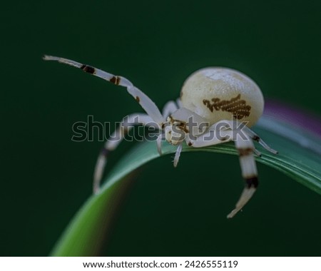 Misumena vatia is a species of crab spider with a holarctic distribution. They are called crab spiders because of their unique ability to walk sideways as well as forwards and backwards