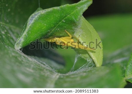 
misumena vatia spider macro photo