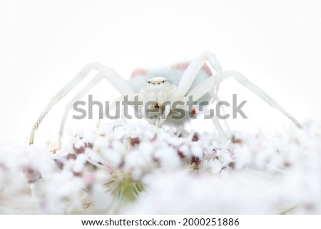 Misumena vatia waiting for its prey on a white flower