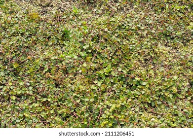 Mitchella Repens, Creeping Prostrate Herbaceous Woody Shrub