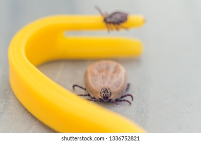 Mite Crawling On A Yellow Tweezers For Removing Ticks.