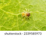 Mites are preying on the leaves of wild plants
