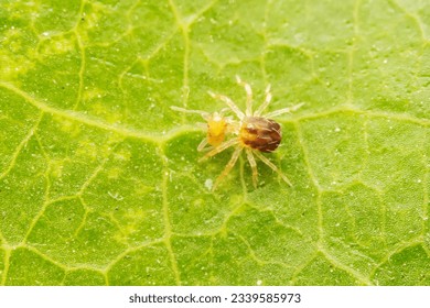 Mites are preying on the leaves of wild plants