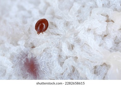 Mites, small arachnids (Acaridae, Oribatid moss mite, Oribatida) on the rotting fruit.
