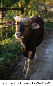 Mithun, Bos Frontalis, State Animal Of Nagaland, Nagaland, India