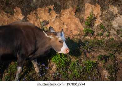 39 Bos mithun wild cattle Images, Stock Photos & Vectors | Shutterstock